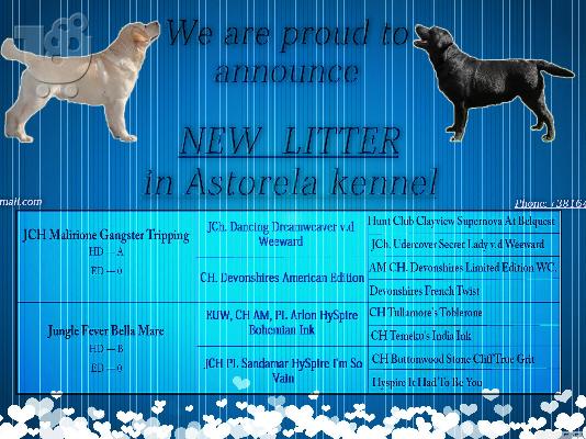 Labrador retriever puppies